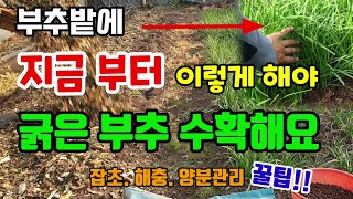 부추밭 지금 부터 이렇게 하면 얇은부추를 굵게 키울 수 있습니다 부추거름주는법 풀관리 해충예방방법