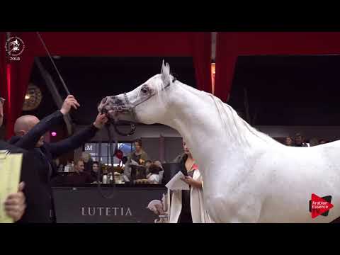 N.183 AR FAYYIM - Lier 2018 - 8-10 Years Old Stallions (Class 13)