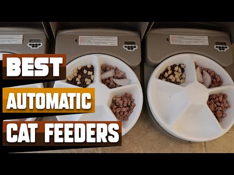 Best Automatic Cat Feeder In 2022 - Top 10 Automatic Cat Feeders Review