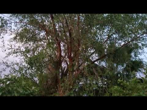 The largest Indian Green Jujube tree I've ever seen😍