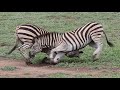 Zebra Fighting In Battle For Dominance