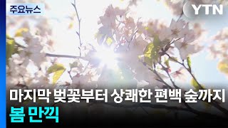 마지막 벚꽃부터 상쾌한 편백 숲까지...봄 만끽 / YTN
