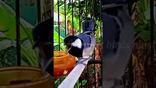 Download lagu pancingan gelatik batu gacor #glatikfullisian #gelatikgacor #gelatikbatugacor mp3