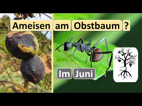 Schwarze Nüsse JETZT vorbeugen, Was tun bei Ameisen am Obstbaum? Obstgarten im Juni
