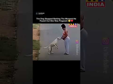 The Dog Stopped Barking The Moment He Found Out She Was Pregnant 🥹❤️