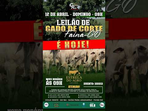 LEILÃO GADO DE CORTE ESTRELA DO AGRO LEILÕES  FAINA-GO 12/04/2026 | Leilão ao Vivo - Leilão de Gado