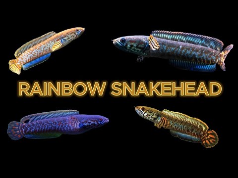 Channa bleheri beginner friendly snakehead care guide