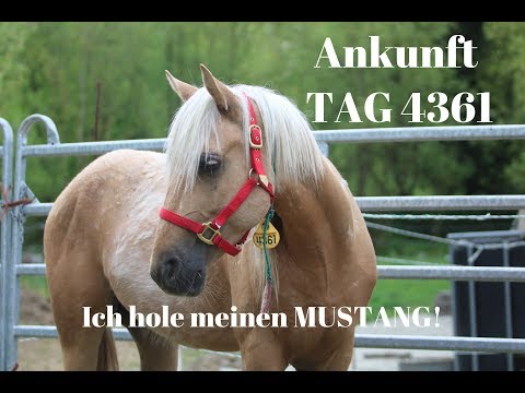 Ich treffe meinen Mustang//Abholung in Frankfurt//MUSTANG MAKEOVER 2018