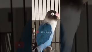 Download lagu pancingan lovebird ngekek panjang #birds #lovebirds #lovebirdngekekpanjang mp3