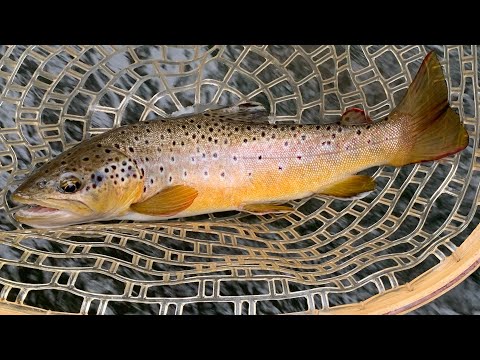 Euro Nymphing Big Fishing Creek For PA Wild Brown Trout