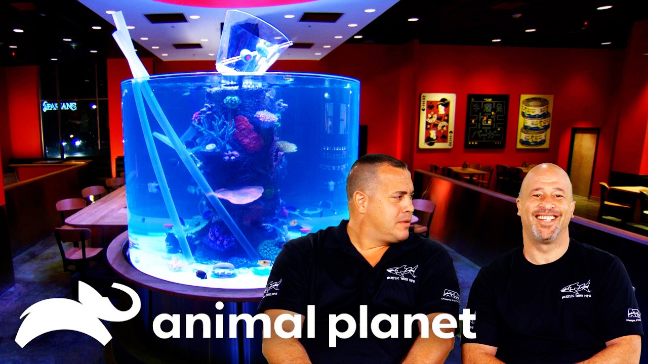 Fish Tank with a MARTINI on Top?! | Tanked | Animal Planet