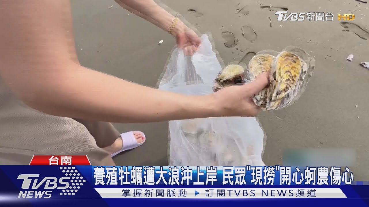 養殖牡蠣遭大浪沖上岸　民眾「現撈」開心蚵農傷心