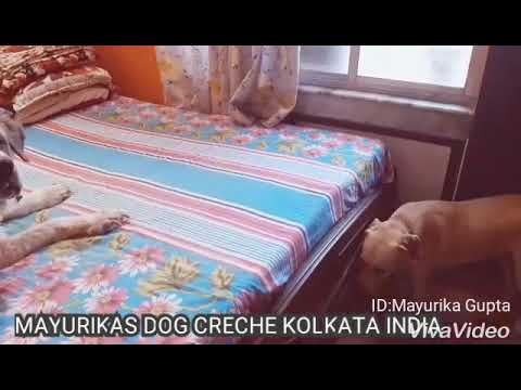 MAYURIKAS #DOG CRECHE KOLKATA INDIA