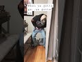 Pranks Poop Prank Cats Litterbox Shorts
