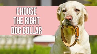 How to Choose the Right Dog Collar