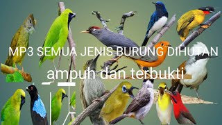 Download lagu Suara MP3 Burung Ribut Untuk Mikat Dihutan Terbukti Keampuhannya mp3