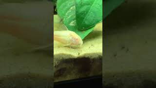 Albino Cory Just Doing Their Thing!