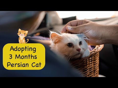 Adopting 3 MONTHS Persian Cat | THINGS TO TAKE CARE OF