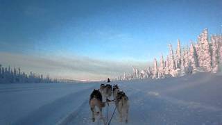 preview picture of video 'Salla, Husky Dog Safari (2012-1-31)'