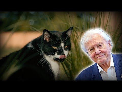 AI david attenborough narrates a documentary about my cat...