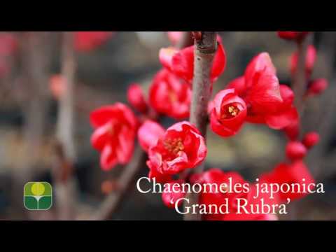 Chaenomeles japonica 'Grand Rubra'
