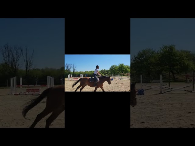 Castrone PFS Pony Francese da Sella In vendita 2021 Baio ,  Eye Catcher de Lourcq