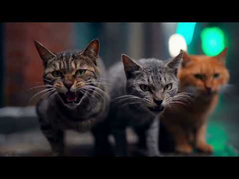 Kyuru is being chased by a dangerous group of cats. Help! 🐱🐹