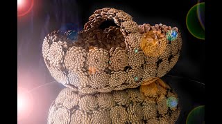 Türkiye'de   bir ilk Çam kozalaklarından sepet  yapıyor  