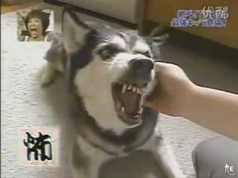 一握手就翻臉.....(原發表者:MEKI麻)(影片)