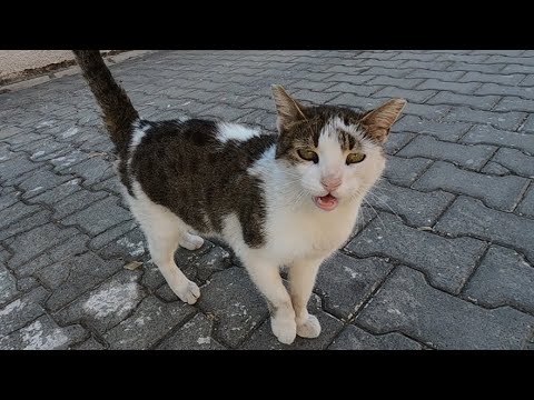 Cat meowing and purring at same time unbelievably cute