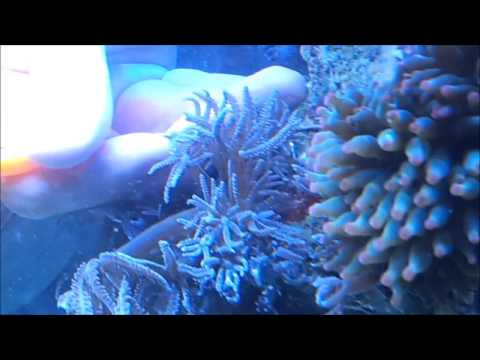 How To Remove Anthelia from rock in your Marine Aquarium