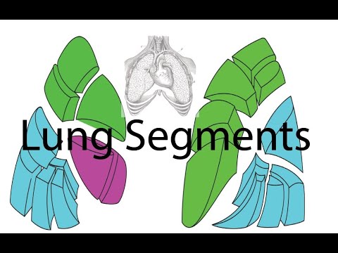 Anatomy of the Lungs  - Part 3 - Bronchopulmonary Segments