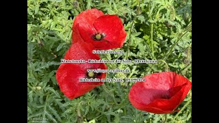Klatschmohn Rüdesheim an der Nahe Rheinhessen