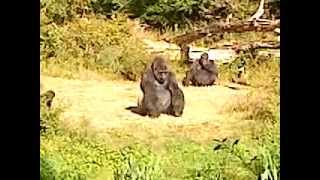 preview picture of video 'gorilles vallée des singes'