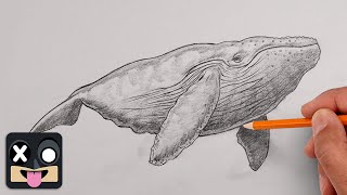 How To Draw a Blue Whale | Step by Step Sketch Course