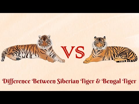 Siberian Tiger VS Bengal Tiger...who can become a man eater?