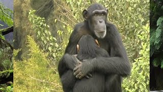 Animals Did It First - S01E03 | Amazing Nature Documentary | Natural History Channel
