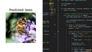 Transfer Learning & Finetuning CNNs in PyTorch