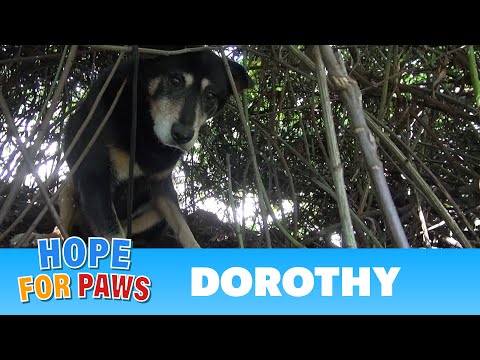Hope For Paws: Dorothy a Senior Dog Bites Her Rescuer But Then Makes an Incredible Transformation.