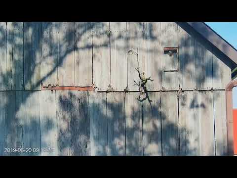 Watch The First Kestrel Chick Fledge From Outside The Nest Box! – June 20, 2019