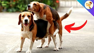 THIS is why dogs get stuck after mating!