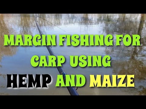 MARGIN FLOAT FISHING FOR CARP USING MAIZE AND HEMP