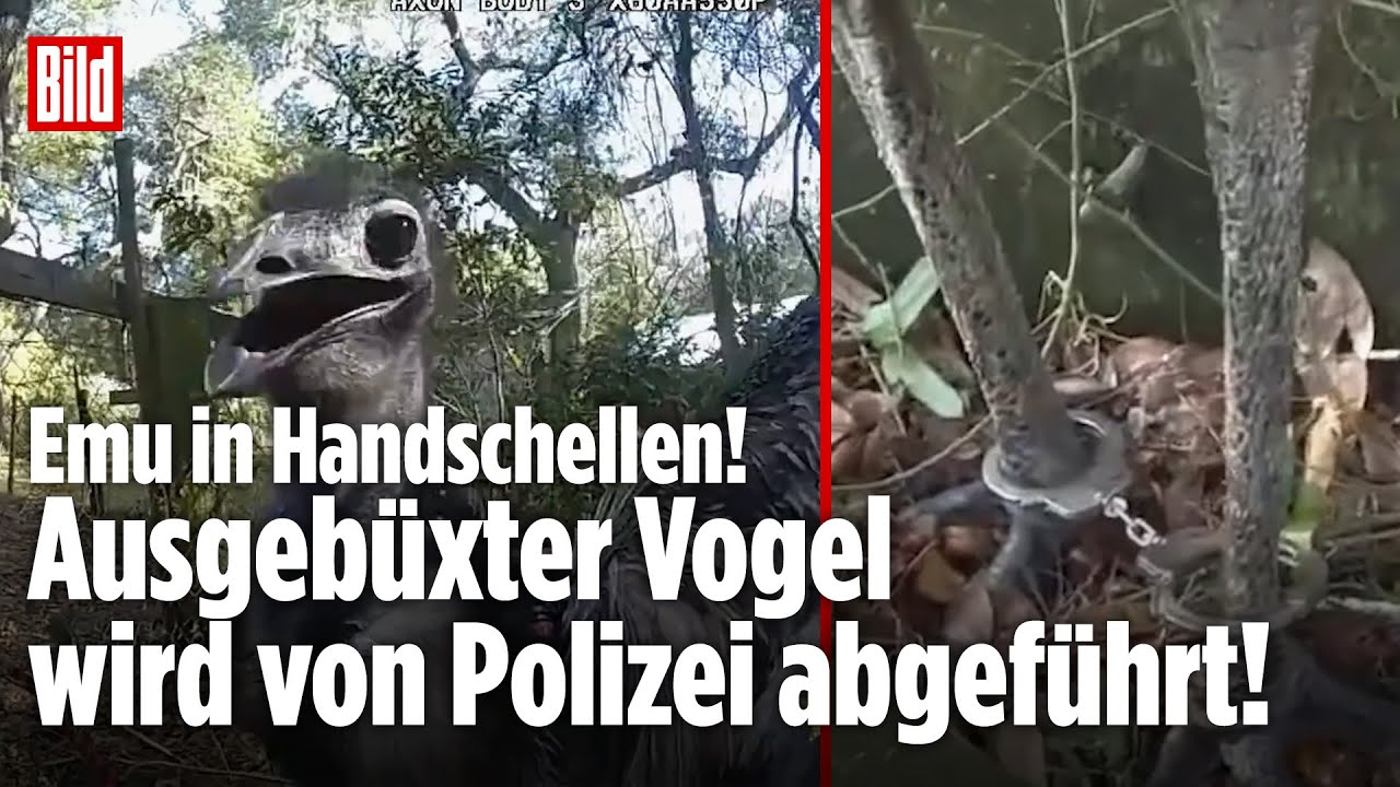 EMU IN HANDSCHELLEN: Ausgebüxter Vogel wird von Polizei abgeführt!