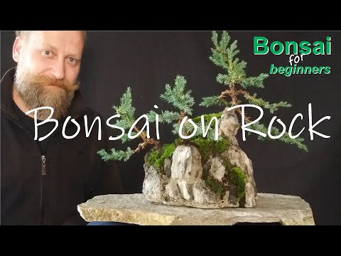 Wie gestaltet man einen Bonsai: Grundform- "Bonsai auf Stein"