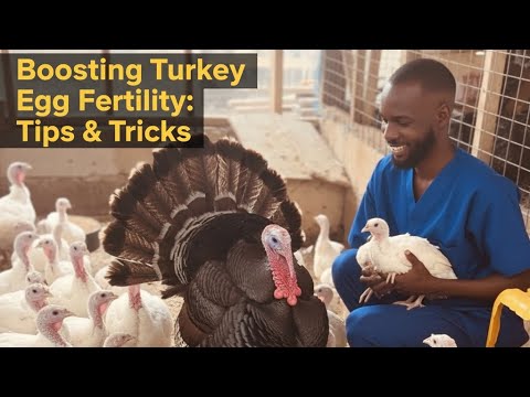 Boosting Turkey Egg Fertility: Tips and Tricks