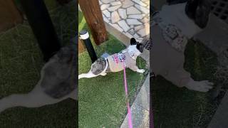 愛犬の最近のブーム