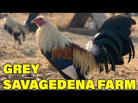 Radio x Feg Flarry Eye Grey - Beautiful Birds Savagedena Farm