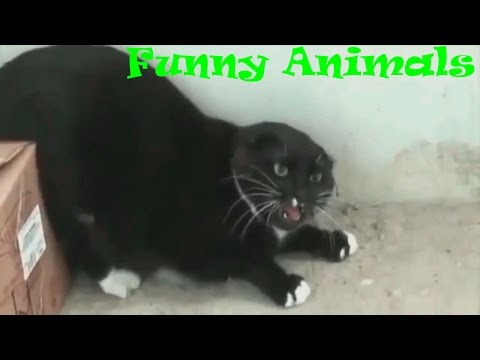 Angry cats compilation
