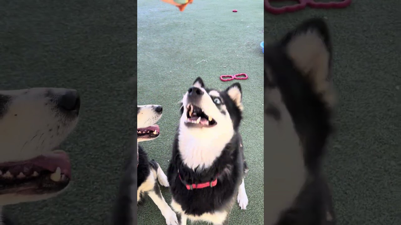 Enlarge Harry, a Adoptable Siberian Husky in Upland, CA video 5/5
