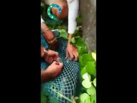 Success story ❣️ A net was stuck around the dogs body